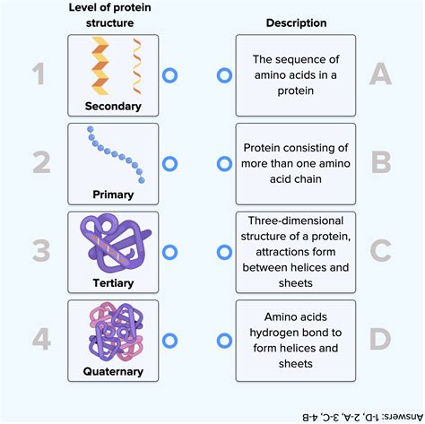 Levels Of Protein Structures