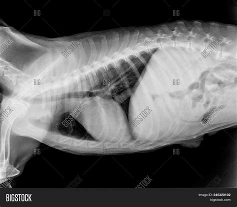 X-ray Film Dog Lateral Image & Photo (Free Trial) | Bigstock