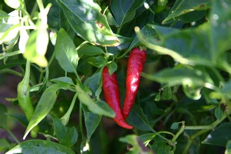 Looking for Magic: Cayenne Pepper - Garden.org