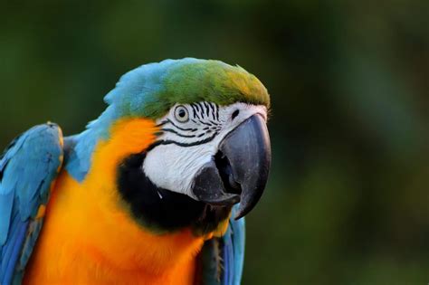 Amazon Rainforest Birds: Species List & Top 10 - Rainforest Cruises