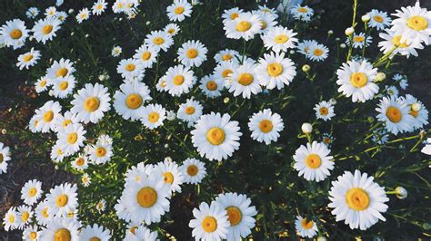 daisy flowers #daisies #glade #flowers #grass #4K #wallpaper #hdwallpaper #desktop | Flower ...