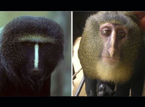 New monkey species discovered in the DRC, Africa. The primate ...