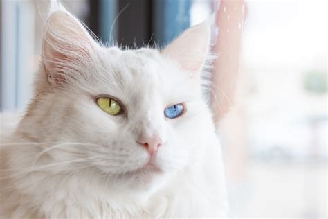 150+ Names for Cats With Different Colored Eyes (Heterochromia ...