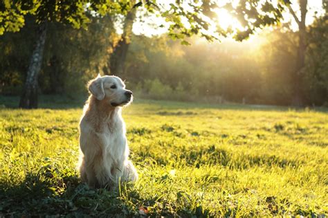 How to Treat a Golden Retriever Ear Infection | Vetericyn