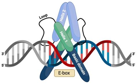 Transcription Factors