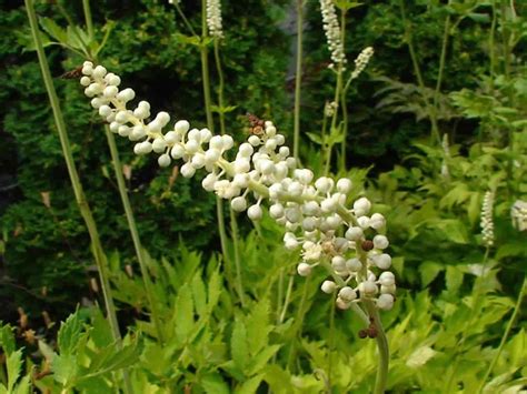 Black Cohosh Supplements - Dosage, Side Effects, Menopause