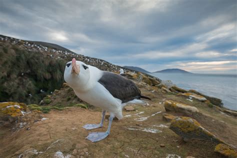 Black-Browed Albatross | Sean Crane Photography