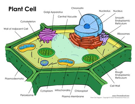 Well Labelled Diagram Of Animal Cell And Plant Cell - The Eukaryotic ...