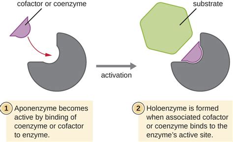 Difference Between Coenzyme and Cofactor | Compare the Difference ...