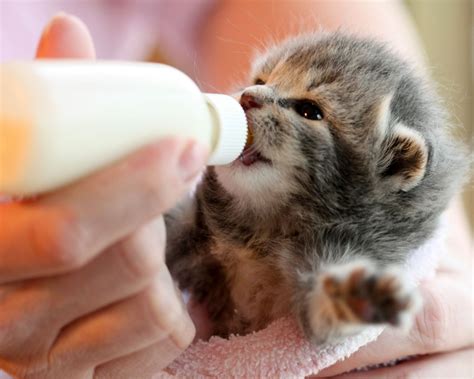 Homemade Kitten Milk Formula Recipes