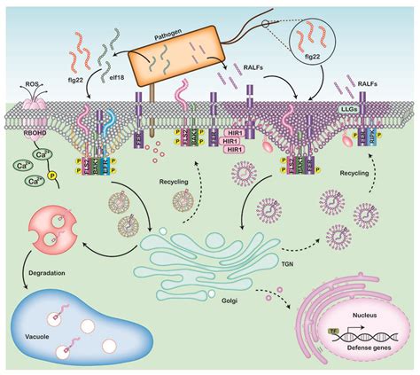 Regulation of immune complex formation and signalling by FERONIA, a ...