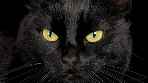 Обои на рабочий стол Черный кот с желто-зелеными глазами, на черном ...