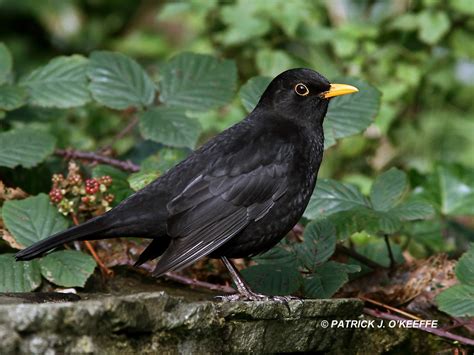 Raw Birds: EURASIAN BLACKBIRD (Turdus merula) male at the Youth Hostel ...