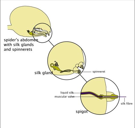 Silk: the spider's success story - The Australian Museum