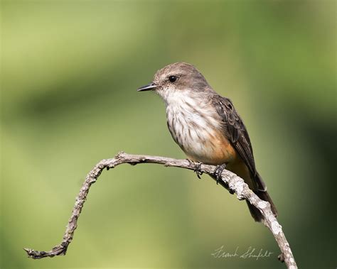 Female Vermilion Flycatcher (Pyrocephalus rubinus) | Flickr - Photo ...