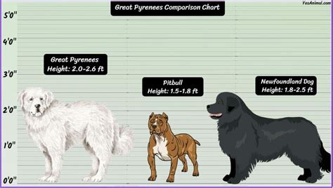 Great Pyrenees Size: How Big Are They Compared To Others?