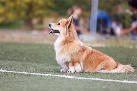 How Long Is A Corgi