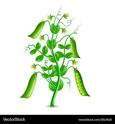 Growing peas plant isolated on white Royalty Free Vector