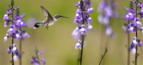 Surefire Steps to Attract Hummingbirds