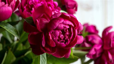 How To Grow Peonies In Pots: An Easy And Beautiful Way To Have A ...