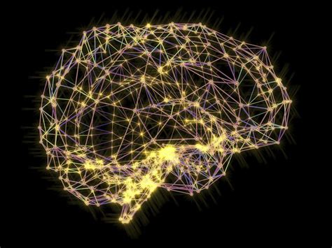 The Four Cerebral Cortex Lobes of the Brain