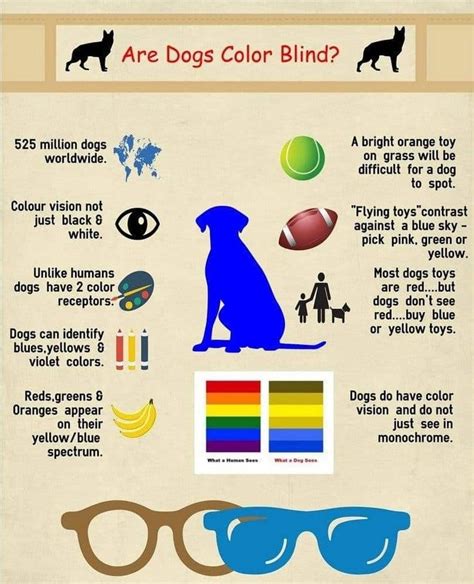 Pin by Carley Alcaraz on Four legged | Color blind, Color, Blinds