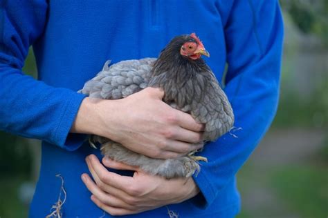 Premium Photo | Small pekin bantam chicken of grey colors is held by a young man wearing a ...