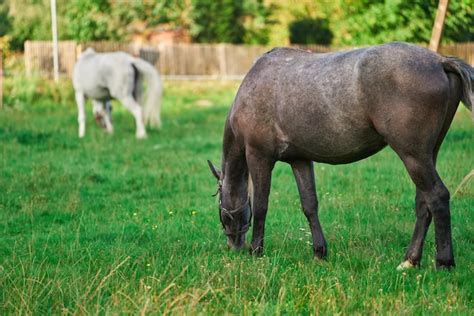 Premium Photo | Horse farm horses grazing at sunset in a field rural farm landscape