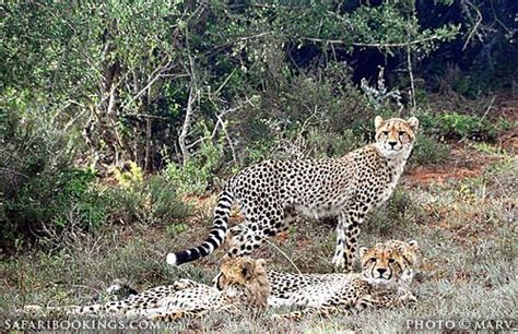 Amakhala Game Reserve – Travel guide, Map & More! | Game reserve, Cheetah family, Cheetahs