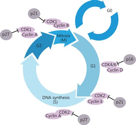 Cell cycle regulation and anticancer drug discovery | Cancer Biology ...