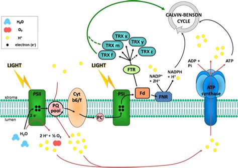 Electron Transport Chain Photosynthesis