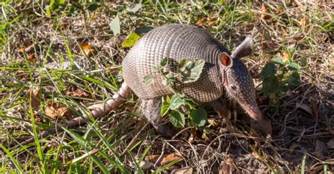 Wild Beast on the Trail at Lake Kissimmee - Virily