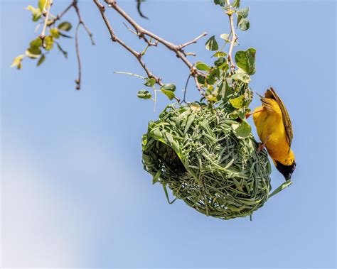 Bird Nests - Types, Material, & How You Can Help - Buffalo Bill Center ...