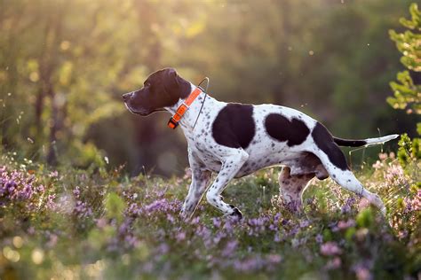 Hunting Dog Profile: The Iconic English Pointer | GearJunkie