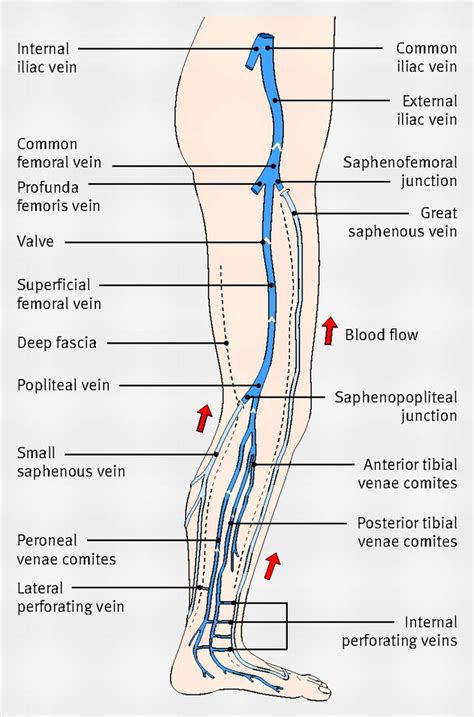 Diagram showing the venous anatomy of the leg | Sonography!! | Anatomy ...