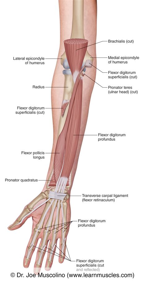 Anatomy Of Forearm Muscles, Anterior Digital Art By Stocktrek Images Pixels | lupon.gov.ph