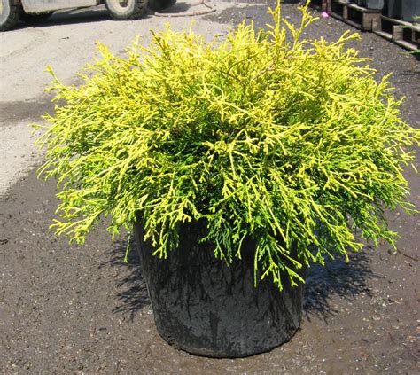 Gold Mop Cypress : Golden Mop Threadleaf False Cypress - Chamaecyparis pisifera 'Golden Mop ...