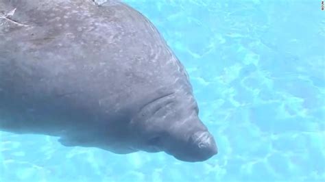 Saving the manatee: Should they stay listed as endangered? - CNN