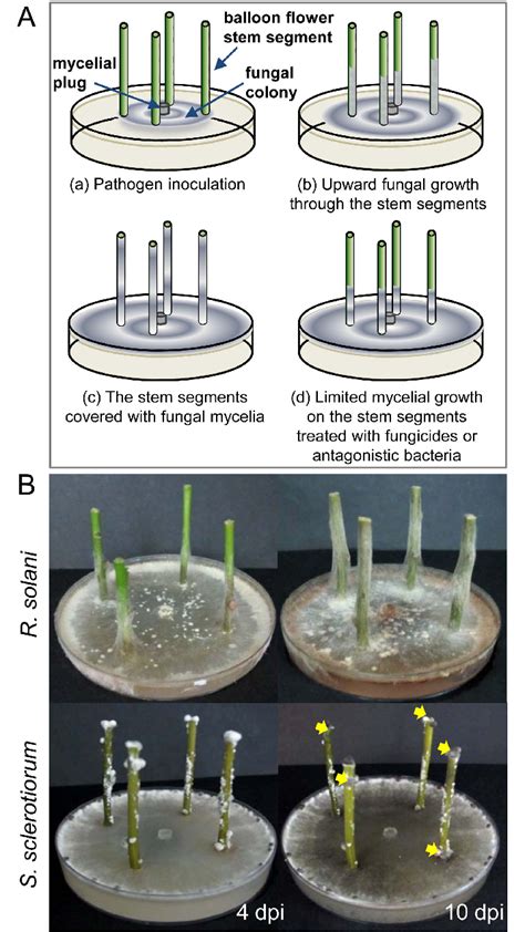 Fungal inoculation of balloon flower stems. (A) Inoculation schemes and ...