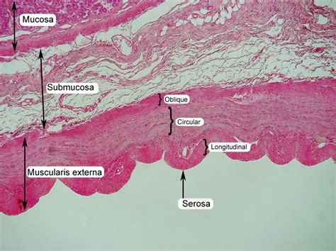 Submucosa Histology