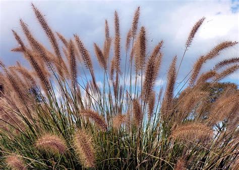 Beach Grass Photograph by Janice Drew - Pixels