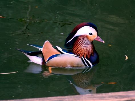 Photo gratuite de animal, canard, canard sauvage