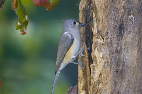 Houston wakes up to the bird sounds of tufted titmice