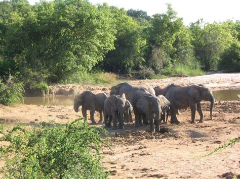 Yankari National Park | wildlife, safari, biodiversity | Britannica