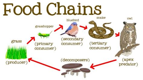 Food chain, trophic levels and flow of energy in ecosystem - Online ...