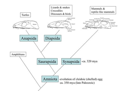 PPT - Mammalian characteristics: PowerPoint Presentation, free download - ID:5781231