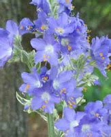 Jacob's Ladder plant | Facts About All