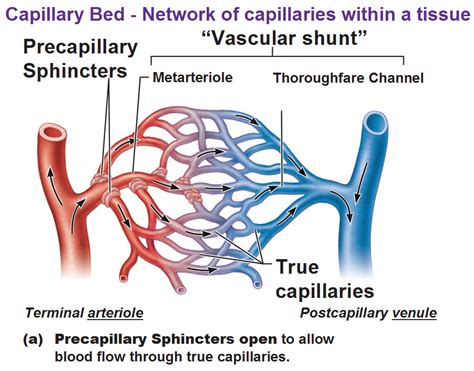 precapillary sphincters, vascular shunt, metarteriole, thoroughfare ...