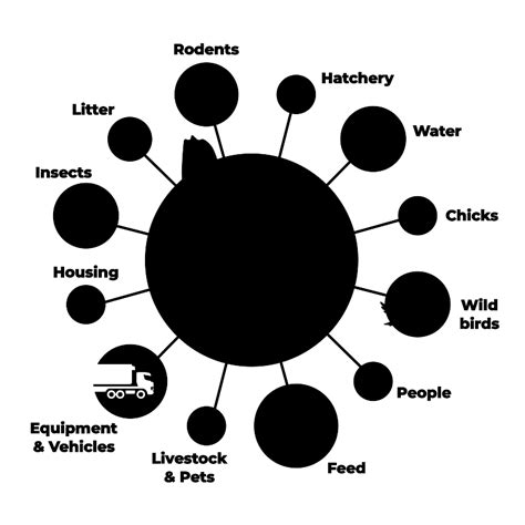 Salmonella, a widespread problem in poultry farming worldwide - Lohmann ...