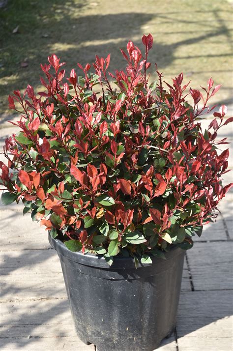 Červienka fraserova ´ Red Robin ´ | Photinia fraseri ´ Red Robin ´ Nana ball Clt.15 40 - 50 cm ...